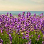 Slide - relaxing-lavender-field